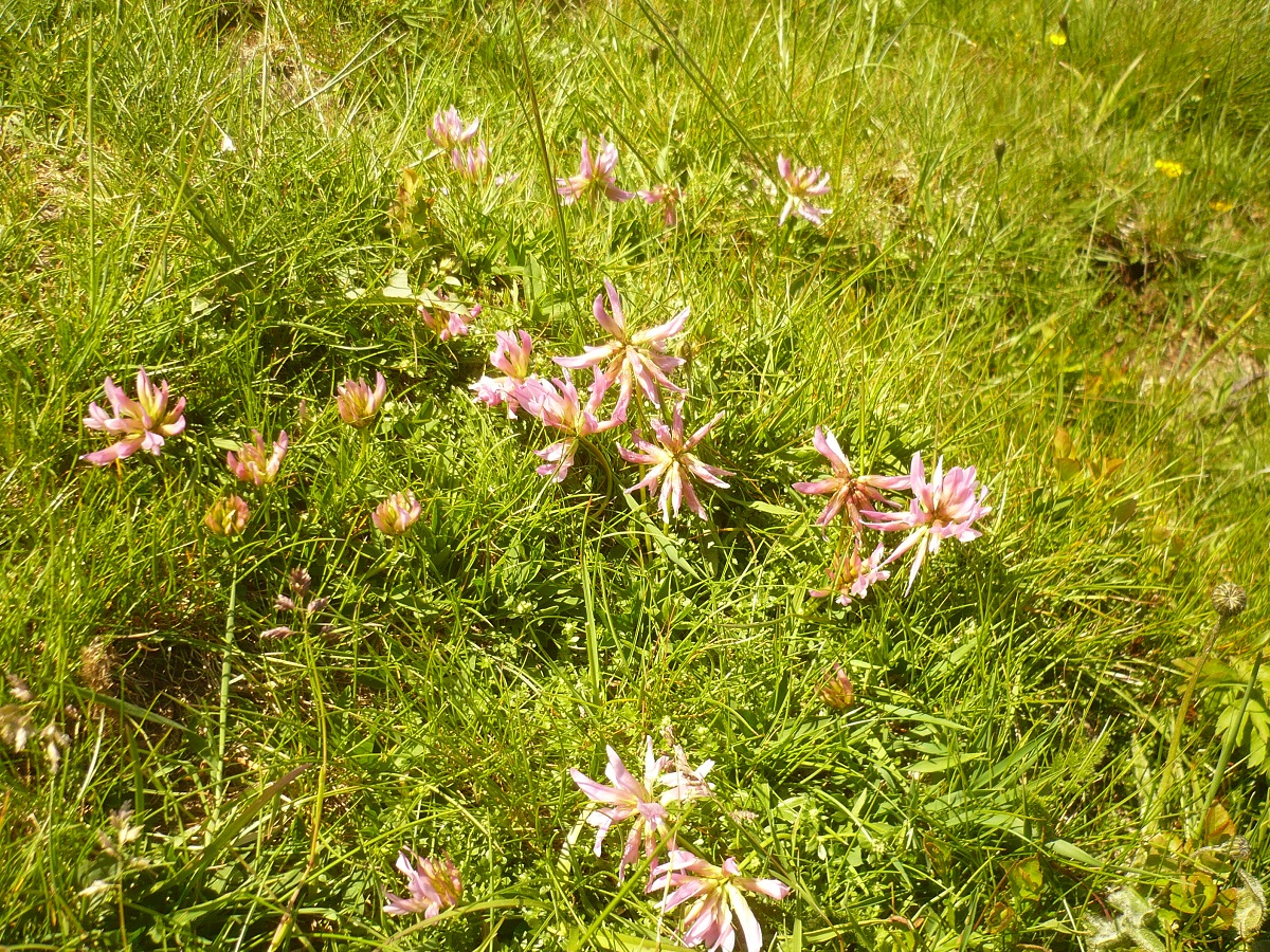 Trifolium alpinum (Fabaceae)